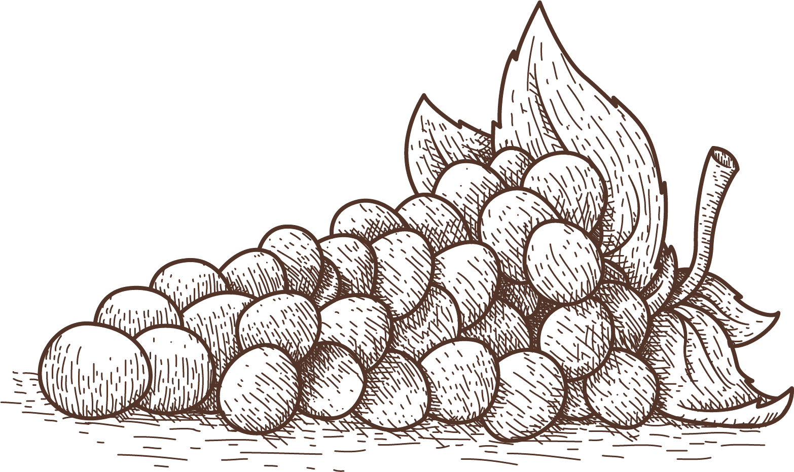 winery-illustration-1